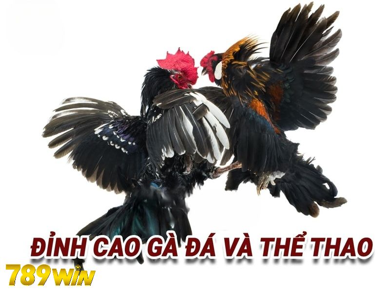 Live Đá Gà Cựa Dao Và Những Điều Cần Biết - VN789WIN