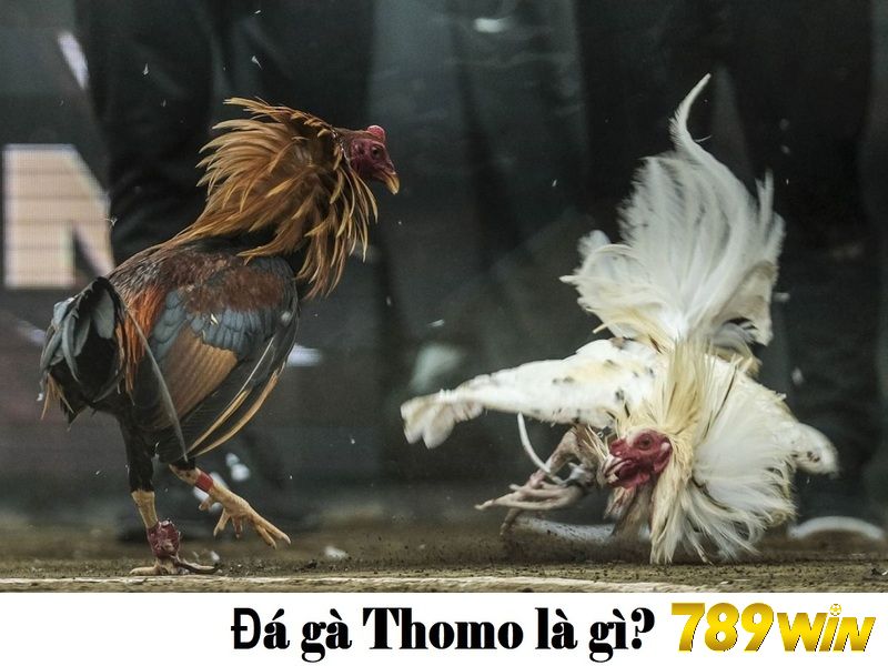 Những giấy tờ cần có để tạo tài khoản đá gà Thomo?