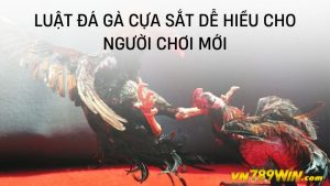 Luật đá gà cựa sắt dễ hiểu cho người chơi mới