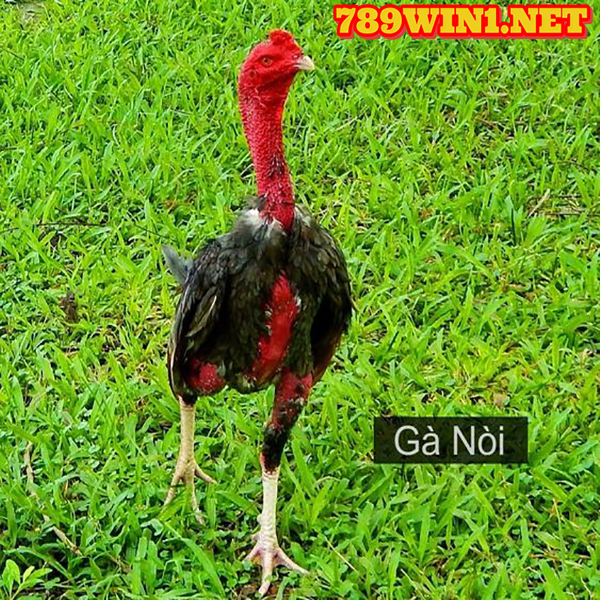 789Win - Gà Đá Nòi Là Gì? Hướng Dẫn Chọn Giống Tốt?