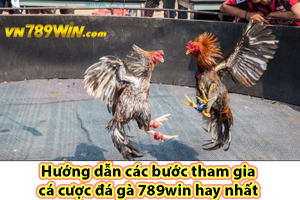 Hướng dẫn các bước tham gia cá cược đá gà 789win hay nhất 