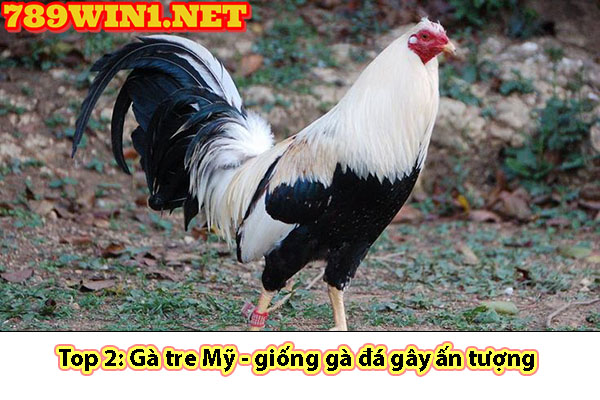 Top 2: Gà tre Mỹ - giống gà đá gây ấn tượng 