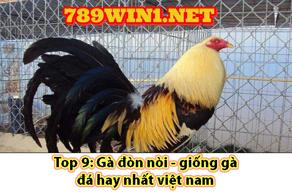 Top 9: Gà đòn nòi - giống gà đá hay nhất việt nam 